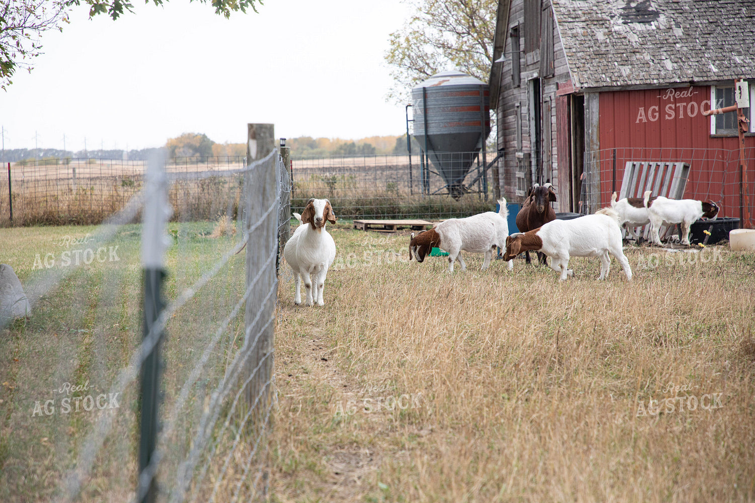 Goats 117122