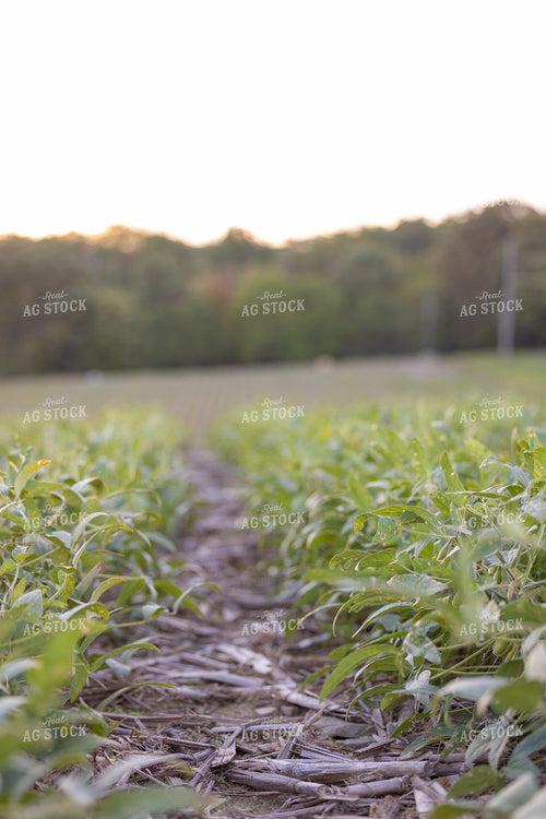 Soybean Field in Drought 233035