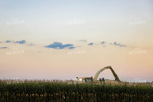 Chopping Corn Silage 152557