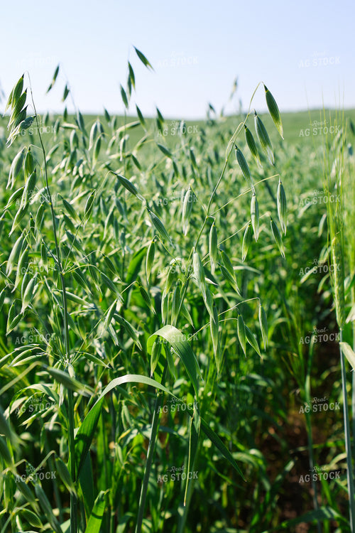 Oats 187056