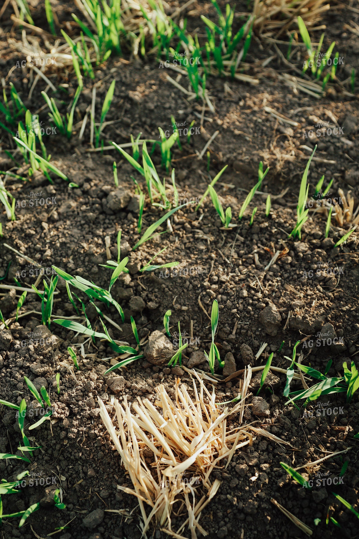 Emerging Wheat 83163