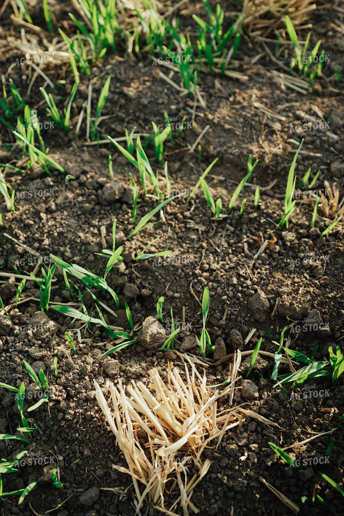Emerging Wheat 83163