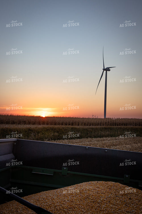 Harvested Corn in Wagon 67977