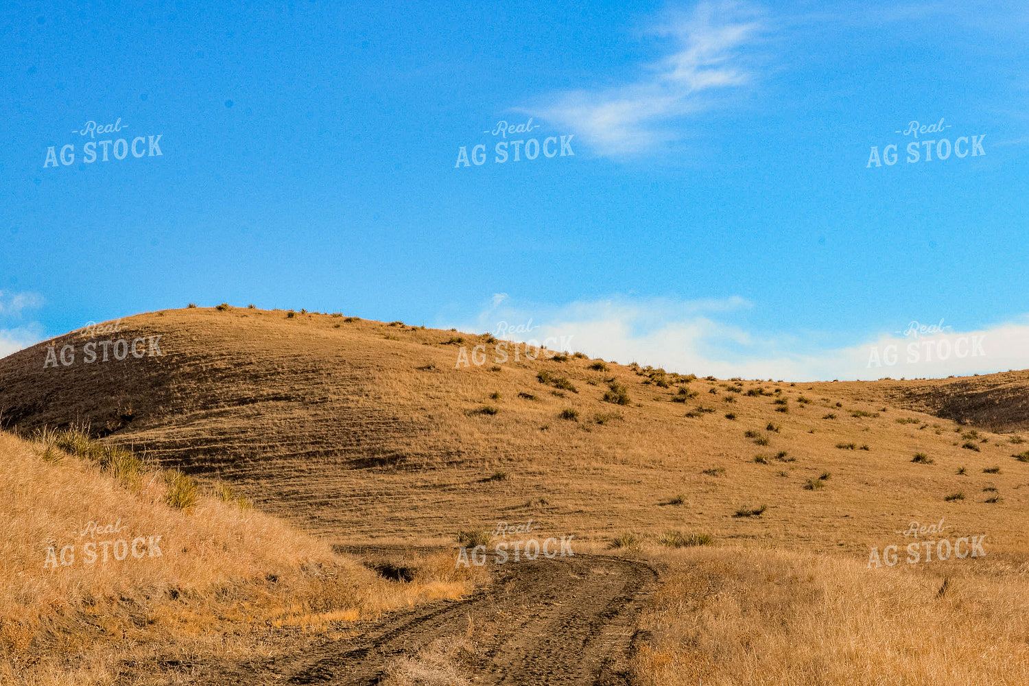 Scenic Pasture 299129