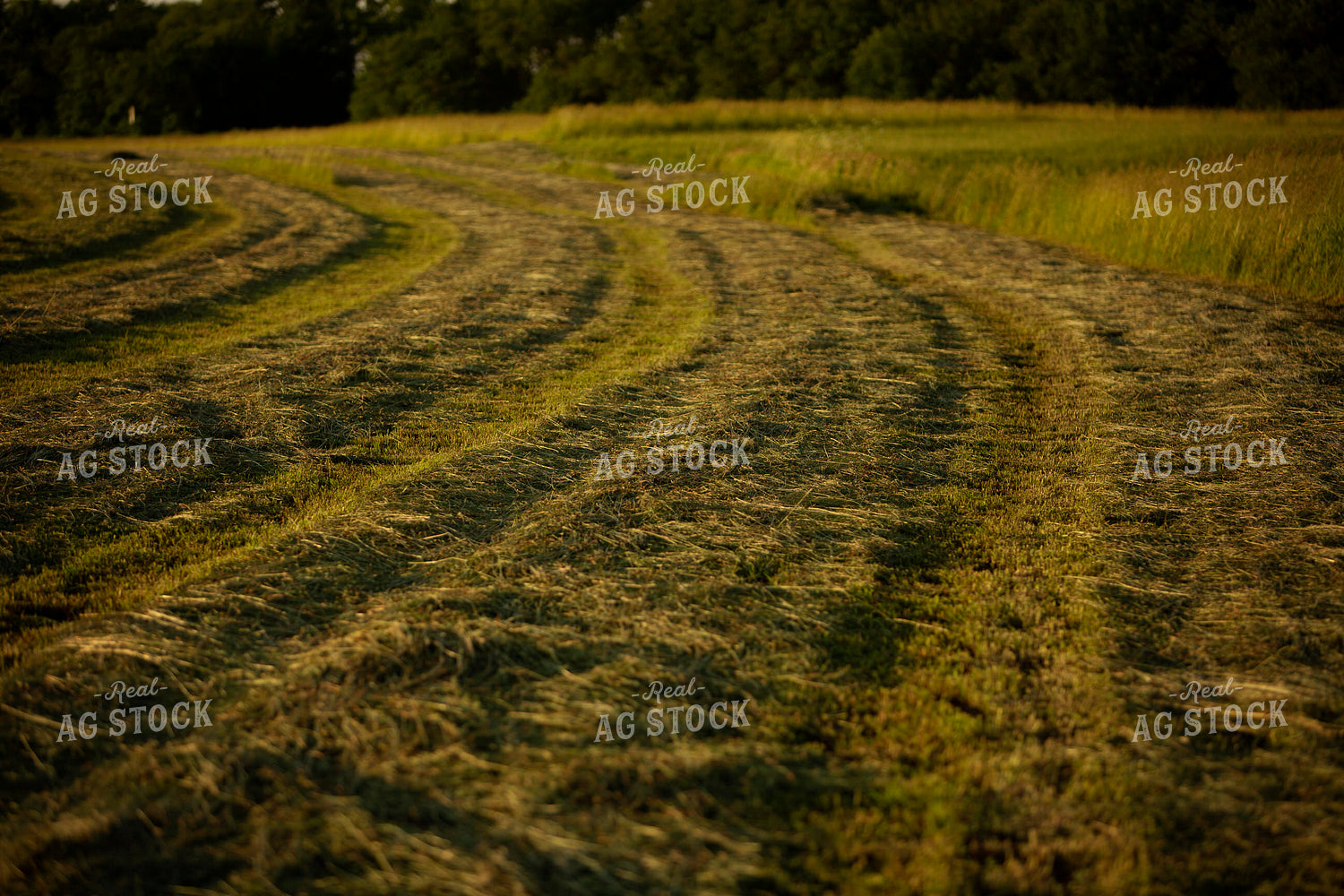 Cutting Hay 4946
