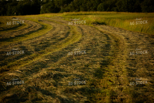 Cutting Hay 4946