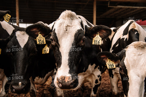 Holstein Cattle in Open Barn 137028