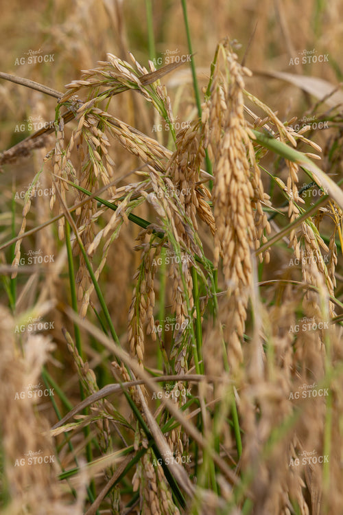 Rice Close Up 291110