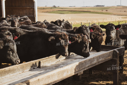 Angus Cattle in Pen 67050
