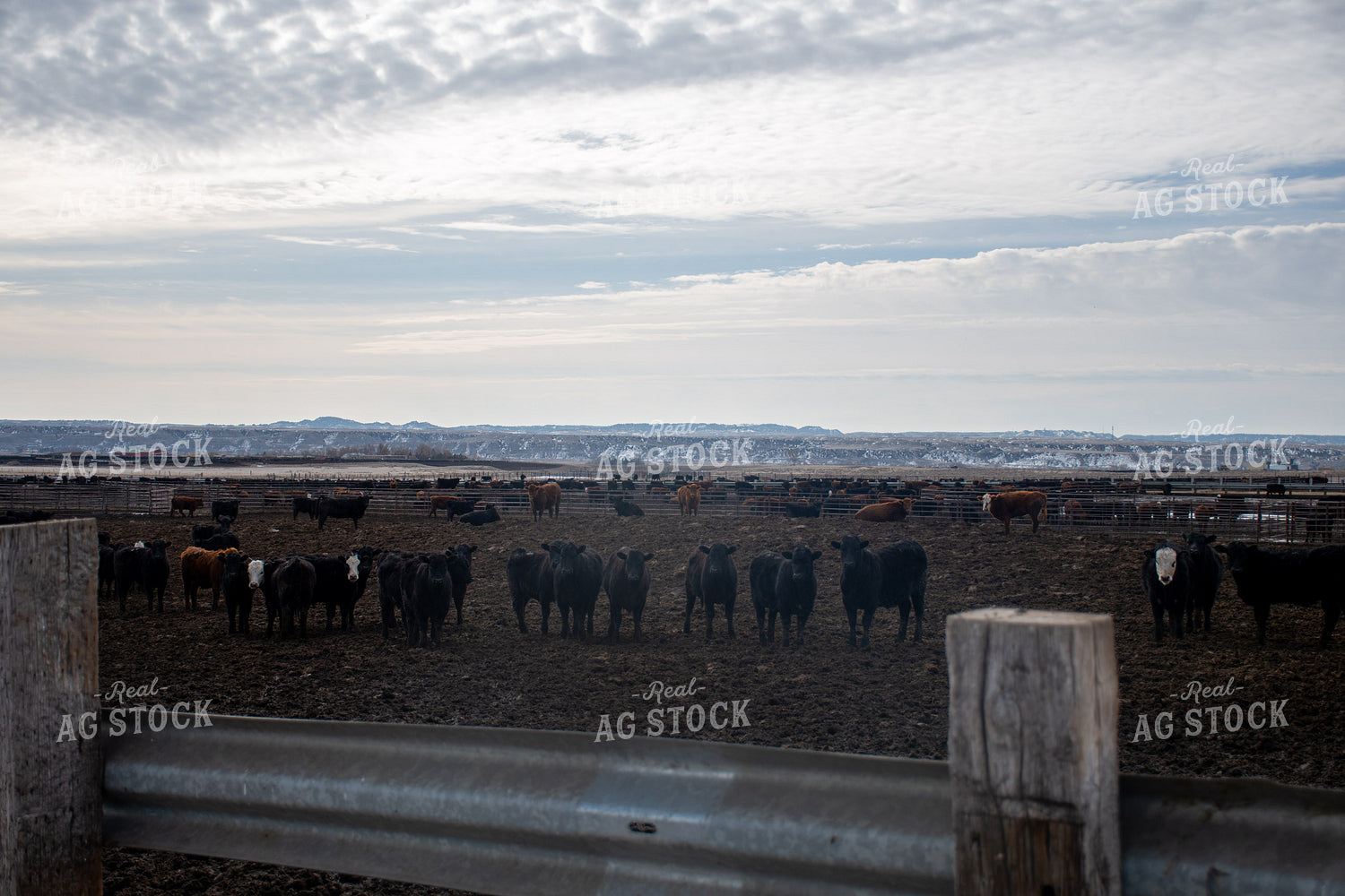 Cattle in Farmyard 50350