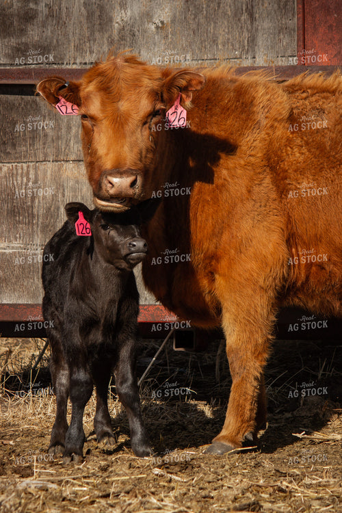 Cattle 155038