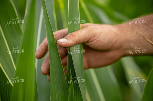 Farmer Checking Midseason Corn Field 279016