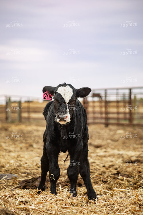 Young Calf 155664