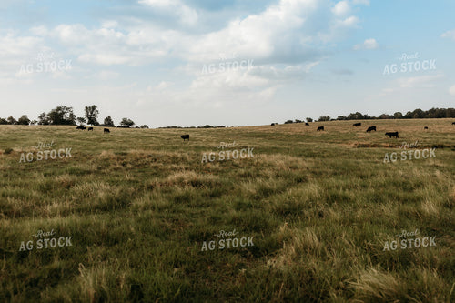 Angus Cattle on Pasture 203061