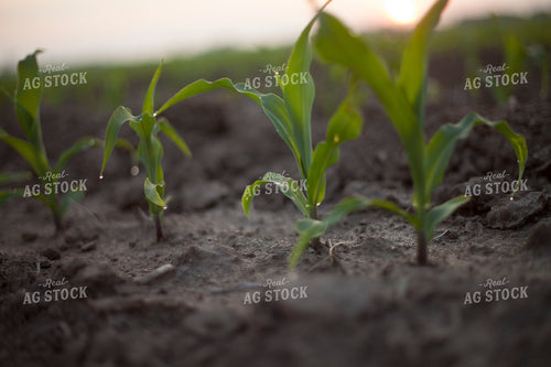 Corn - Early Growth 1193