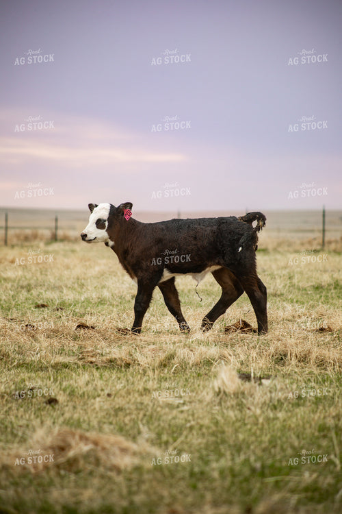Black Baldy Calf 155700