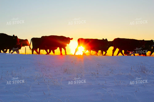 Cattle on Snowy Pasture 183006