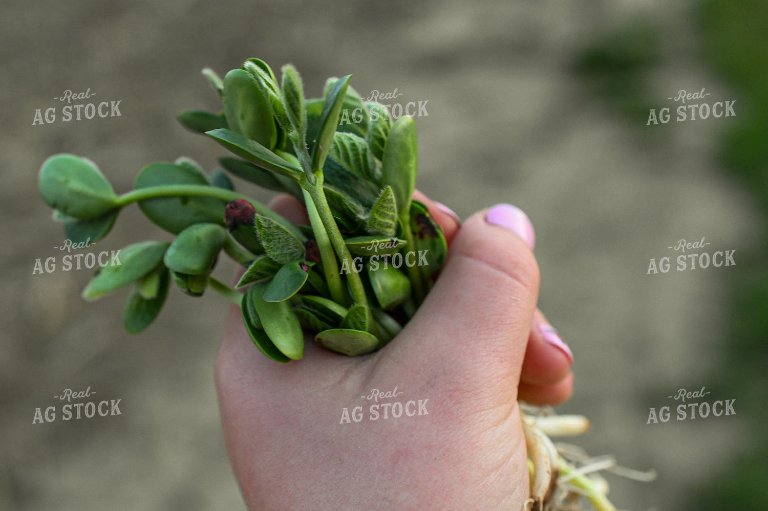 Checking Soybeans 191115