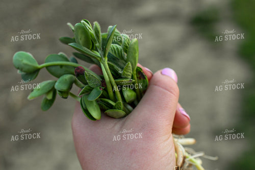 Checking Soybeans 191115