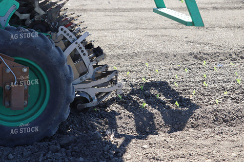 Planting Artichokes 102125