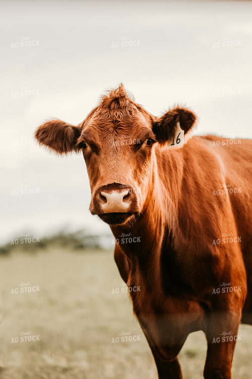 Red Angus Cow in Pasture 64215