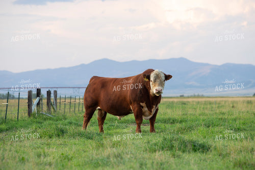 Hereford Bull in Pasture 81012