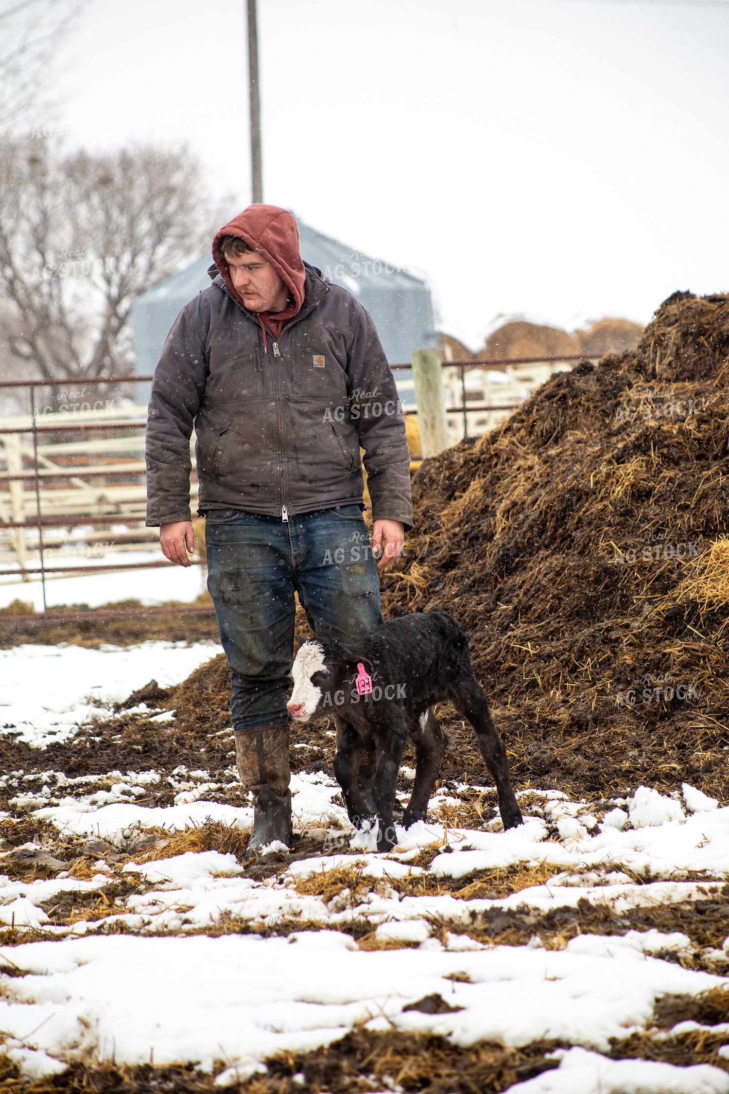 Farmer Checking Calves 155426