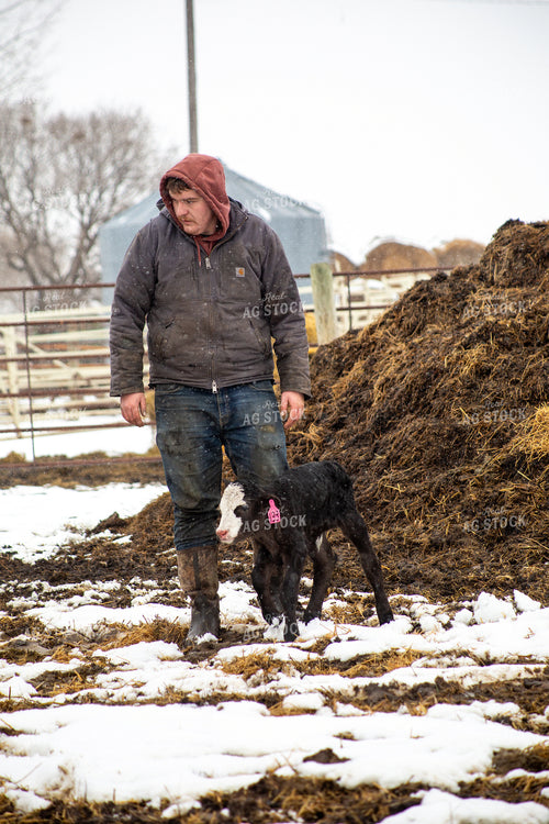 Farmer Checking Calves 155426