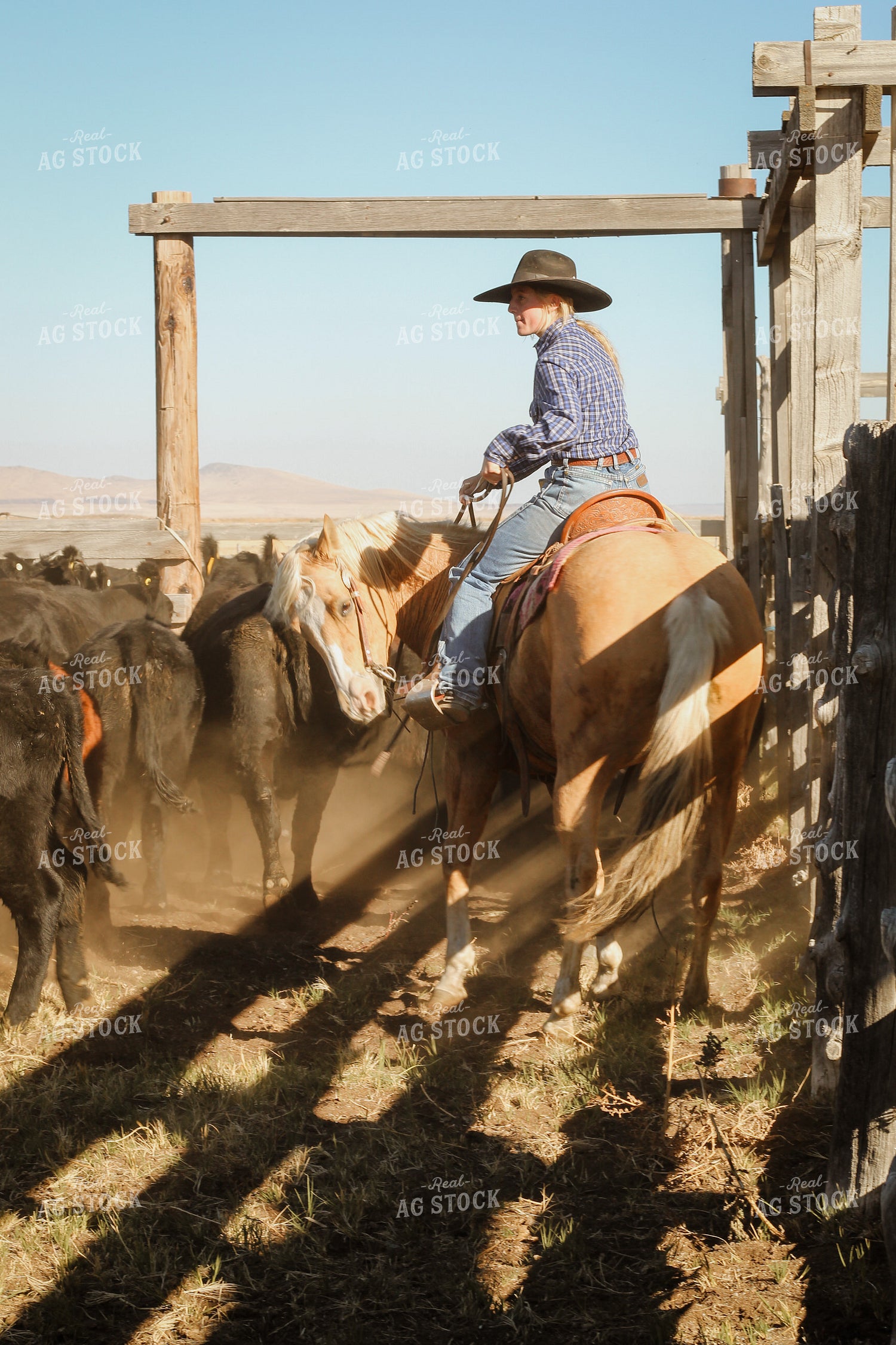 Female Rancher Moving Cattle on Horseback 78260