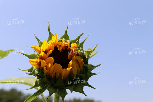 Sunflower 201010