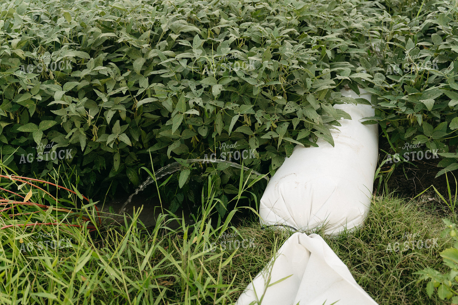Poly Irrigated Soybean Field 125263