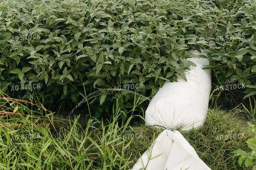 Poly Irrigated Soybean Field 125263