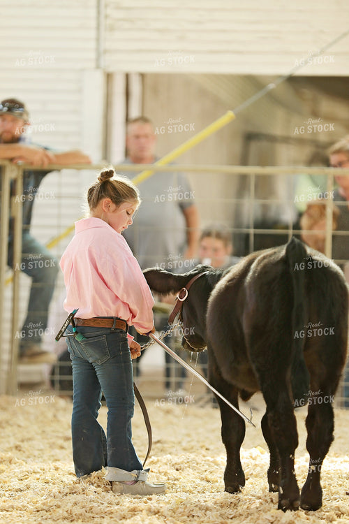Showing Cattle 127094