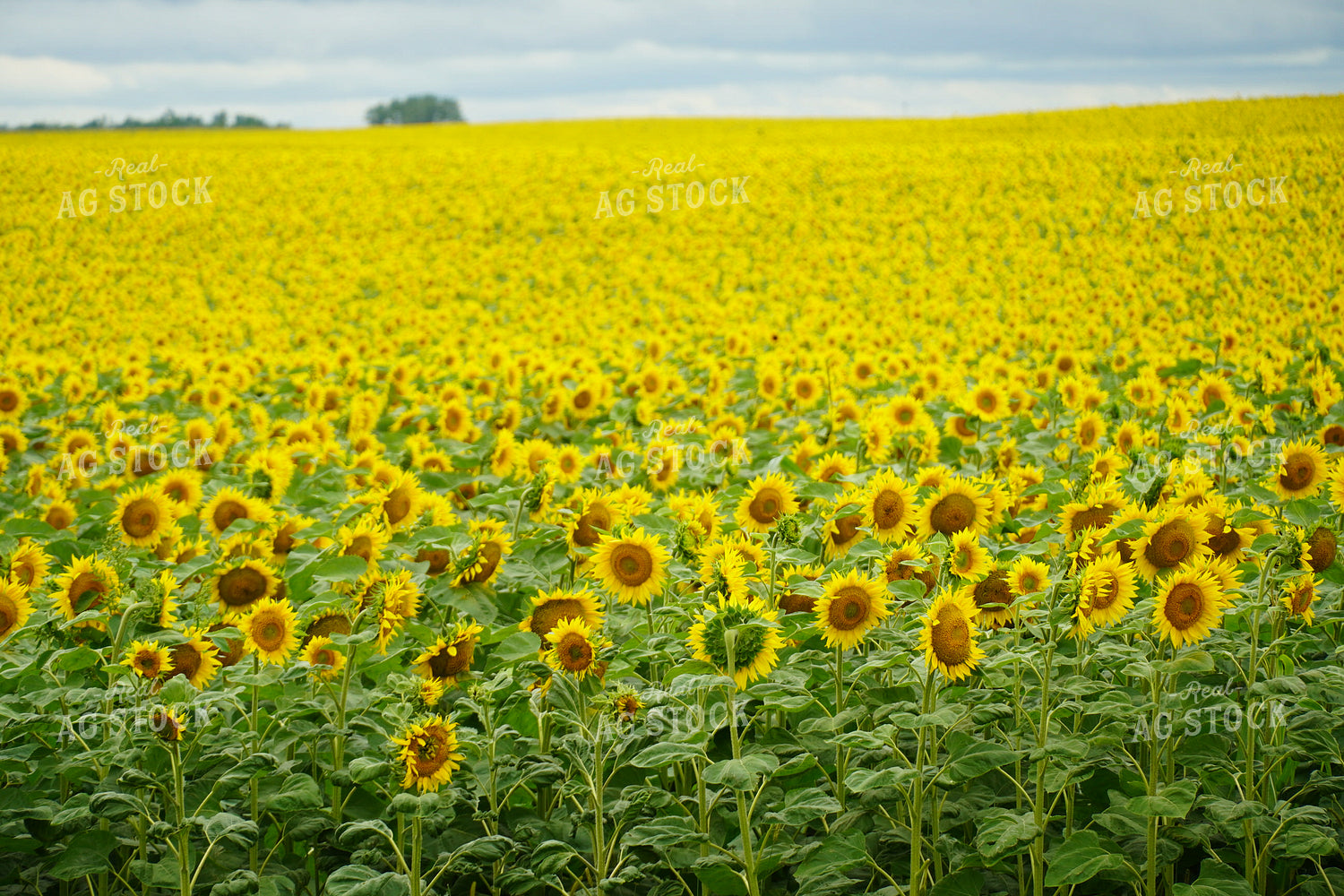 Sunflower Field 65007