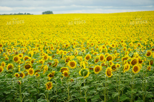 Sunflower Field 65007