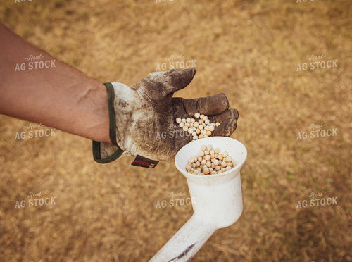 Sampling Harvested Peas 187274