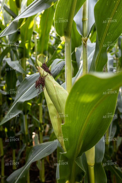 Corn Ear 108065