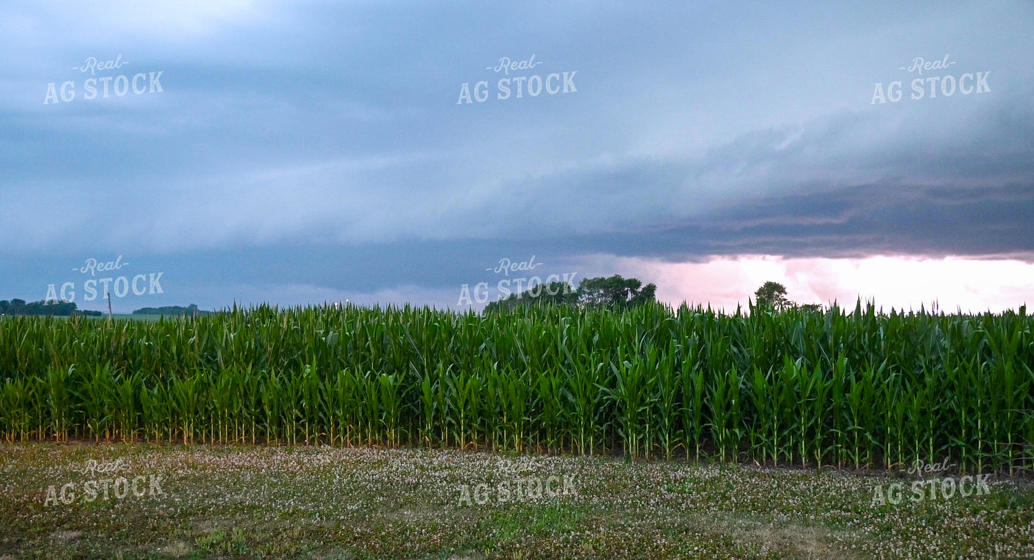 Sunset Over a Corn Field 25305