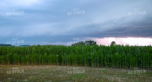 Sunset Over a Corn Field 25305