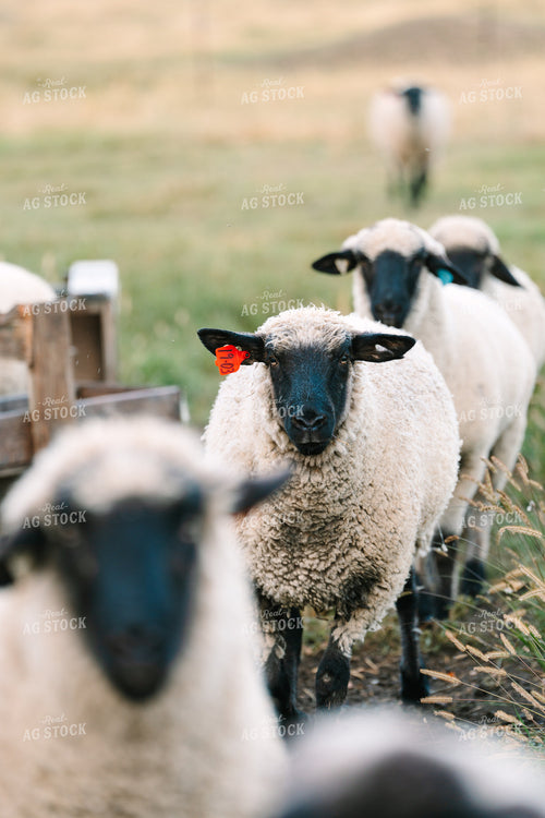 Sheep 68299