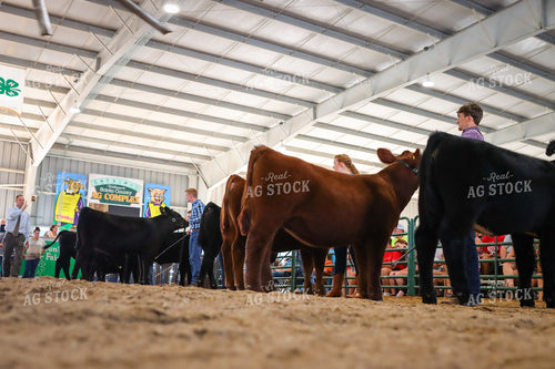 4H Kid Showing Heifer 52207
