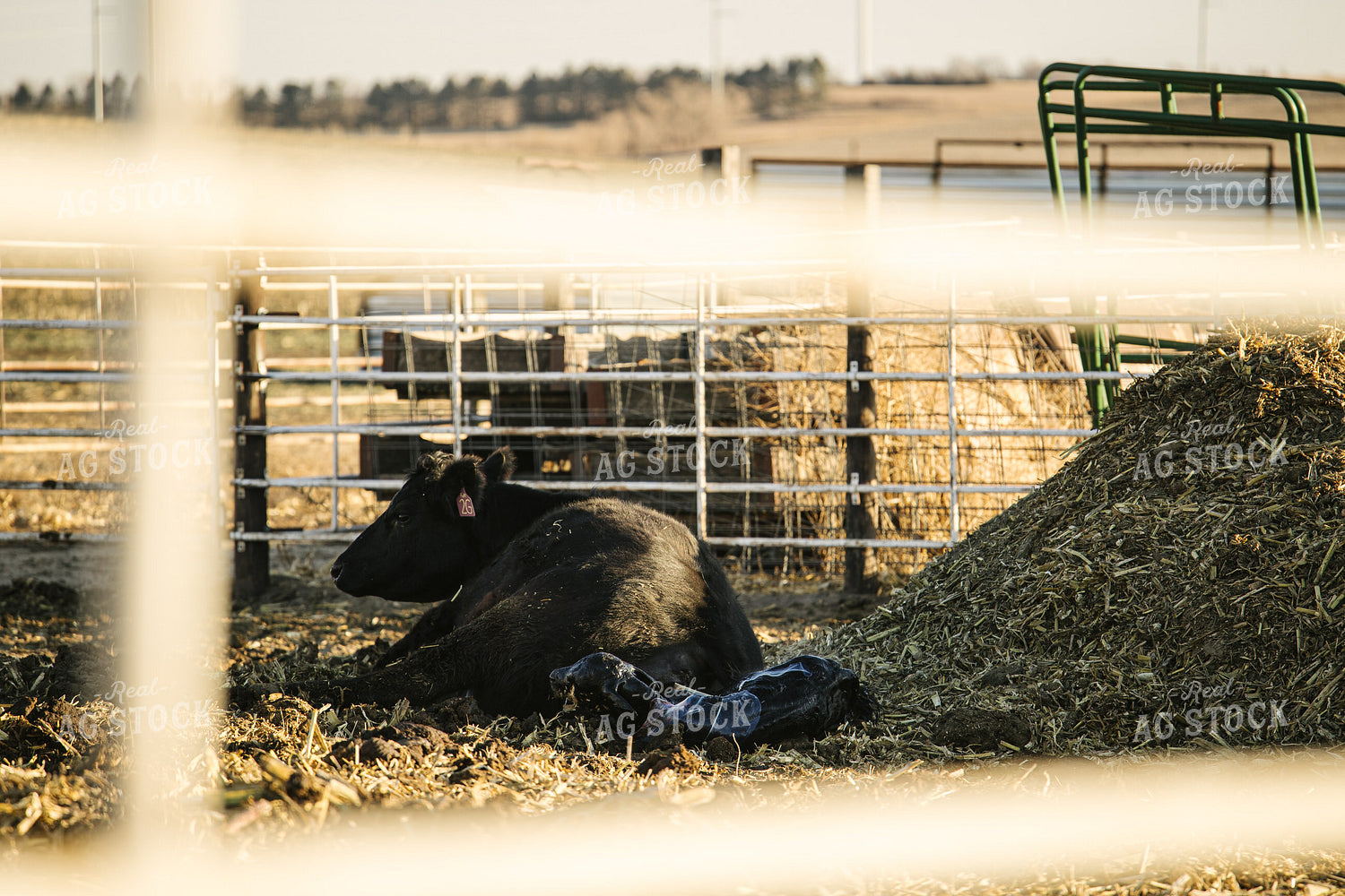 Cow Giving Birth to Calf 70113