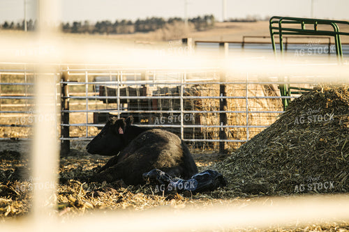 Cow Giving Birth to Calf 70113