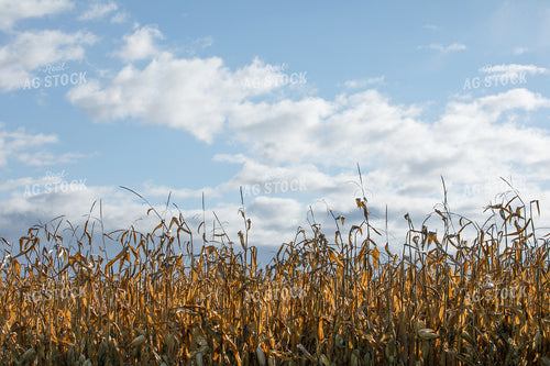 Dried Corn in Field 145060