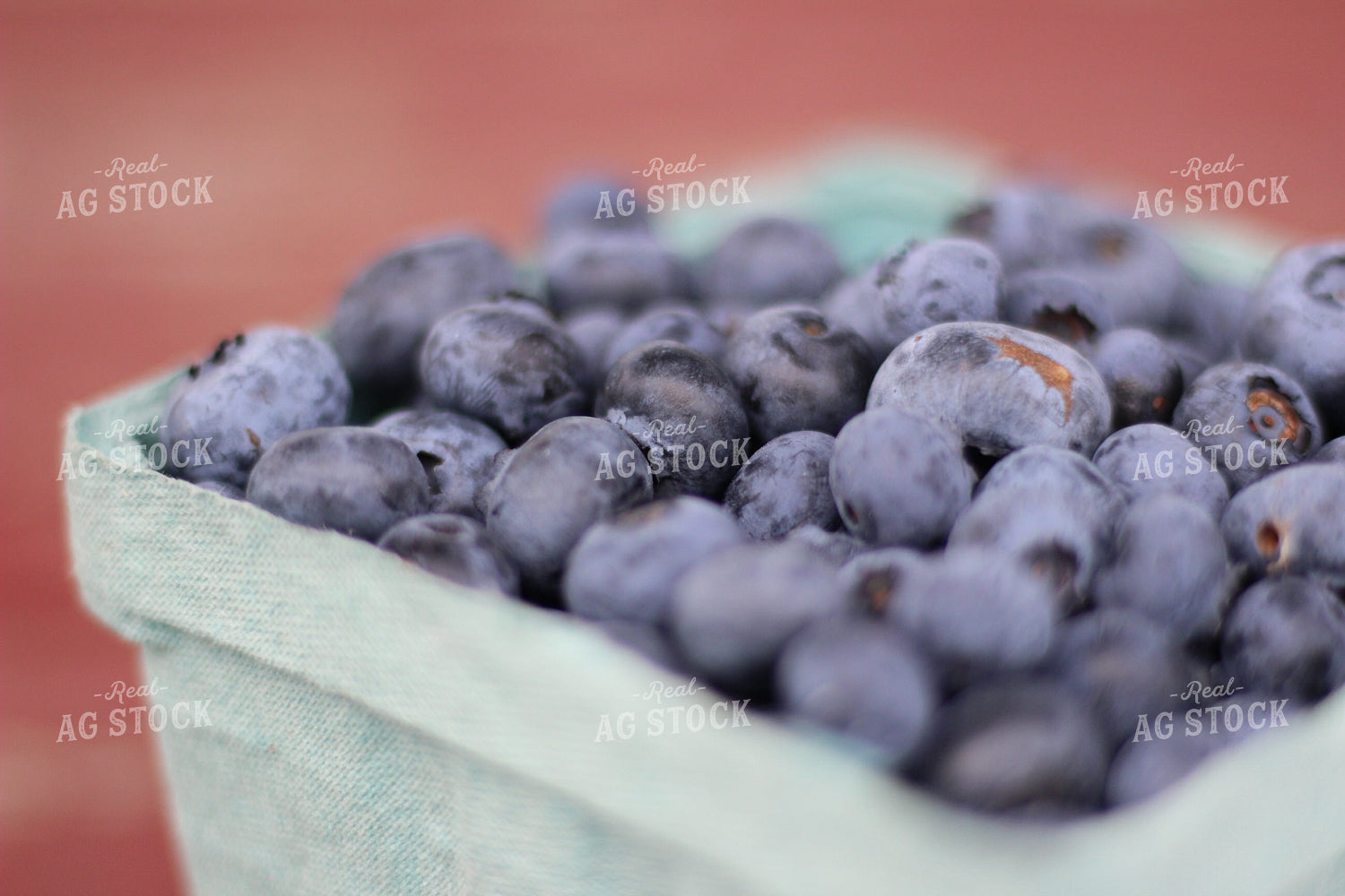 Up Close Blueberries in Punnet 73013