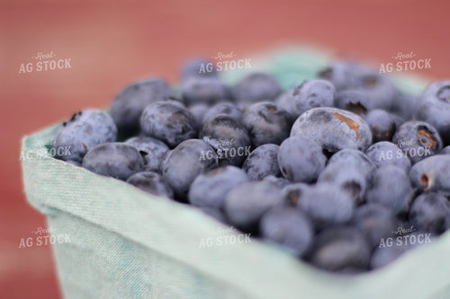 Up Close Blueberries in Punnet 73013