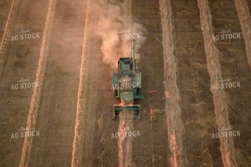 Harvesting Wheat Swaths 135045