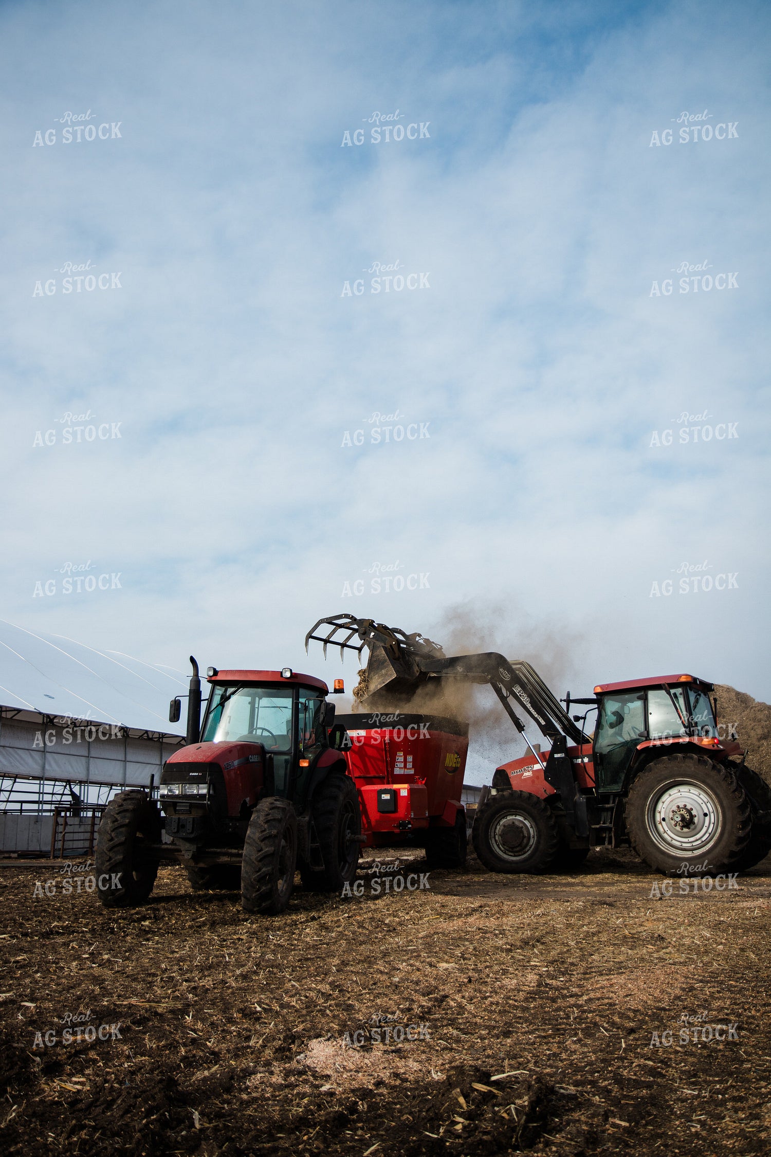 Feeding Cattle 67602