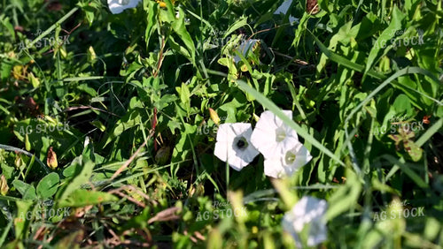 Bee Collecting Pollen from Wildflowers on CRP Land - 199