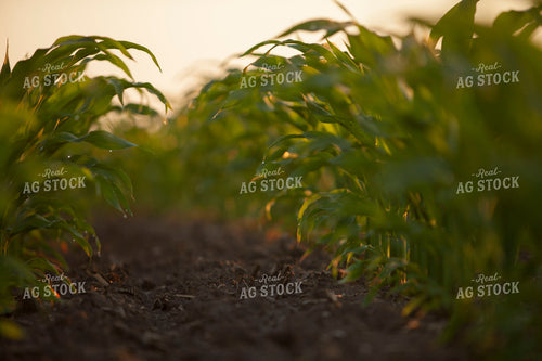 Corn - Mid-Season 1226